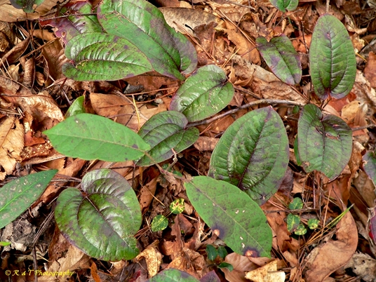 {Smilax pumila}